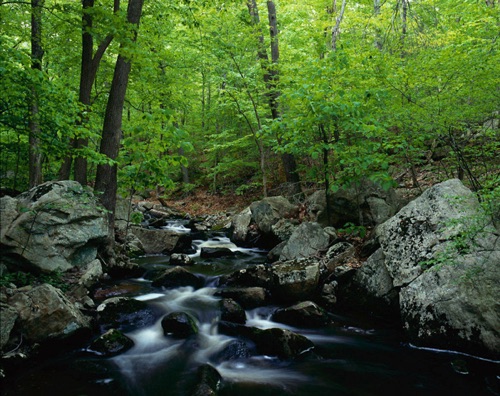 Hollow Brook 2, Teetertown Ravine, Hunterdon County, NJ (MF).jpg